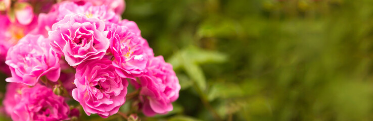 Obraz premium Pink rose flowers on the rose bush in garden ready postcard, wallpaper banner.