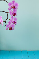 Beautiful green wood background with pink orchid and shadow.