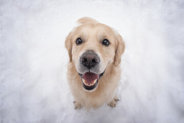 A dog sits in a snow-covered clearing in winter, seen from above. A golden retriever happily looks at the camera in the park in the cold weather.