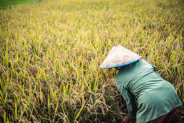 Farmers working in a rice paddy field, Bukittinggi, West Sumatra, Indonesia, Asia