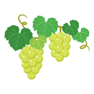 マスカットグレープ の画像 924 件の Stock 写真 ベクターおよびビデオ Adobe Stock