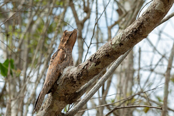 Common Potoo