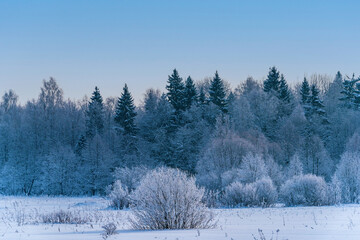 Landscape with winter forest covered with snow.	