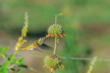 White-tailed Goldenthroat