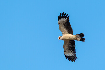 Yellow-headed Caracara