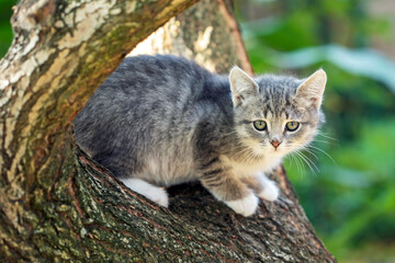 Naklejka na ściany i meble A Cat sitting on a tree