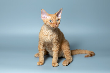 Funny cat breed Devon Rex sitting on a blue background