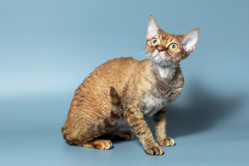 Funny cat breed Devon Rex sitting on a blue background
