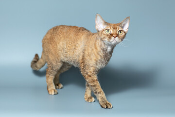 Funny cat breed Devon Rex sitting on a blue background