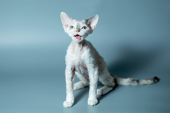Funny cat breed Devon Rex sitting on a blue background