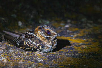 Scissor-tailed Nightjar