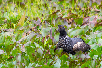 Horned Screamer