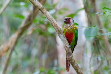 Maroon-faced Parakeet