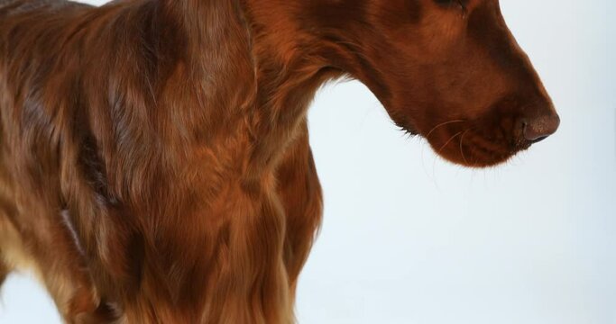 Dog Hair Cut At Grooming Salon. Groomer Cutting Dog With Scissors. Close-up doctor veterinary clinic cuts scissors irish setter dog.