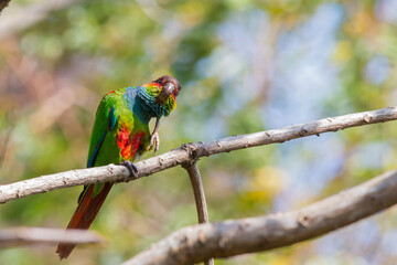 Ochre-marked Parakeet