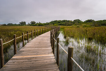 Fototapeta premium Wooden stakes in perspective and reflected in the water flanking a walkway with wild vegetation in Barrinha de Esmoriz, PORTUGAL