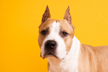 dog breed american staffordshire terrier close-up on a yellow background