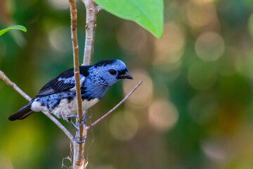 White-bellied Tanager