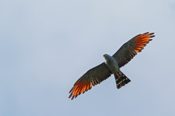 Plumbeous Kite