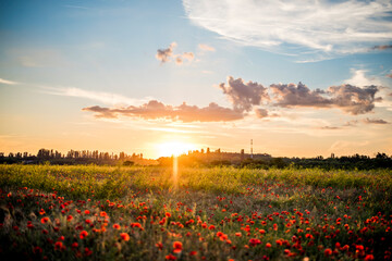 Panoramic view of a beautiful field of red poppies in the rays of the setting sun. Nature postcard