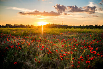 Obraz premium Panoramic view of a beautiful field of red poppies in the rays of the setting sun. Nature postcard