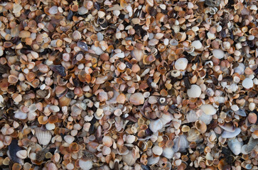 Colorful dry mussel shells and small snails on the beach close