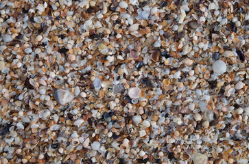 Colorful dry mussel shells and small snails on the beach close