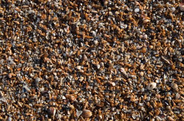 Colorful wet mussel shells and small snails on the beach close