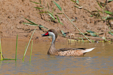 White-cheeked Pintail