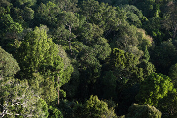 Rainforest outside Kuala Lumpur seen from Bukit Tabur Mountain, Malaysia, Southeast Asia