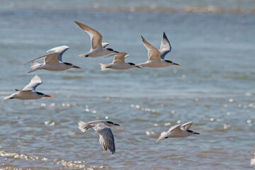 Terns in flight