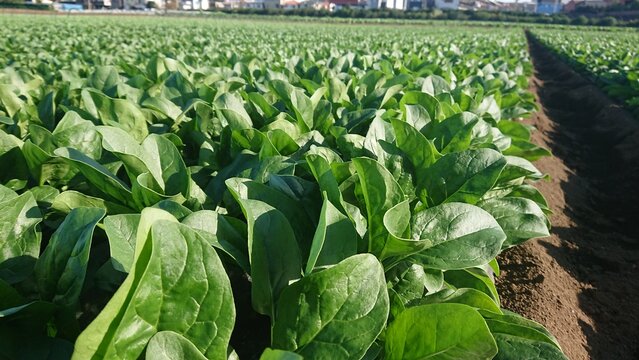 ほうれん草、マルチ栽培