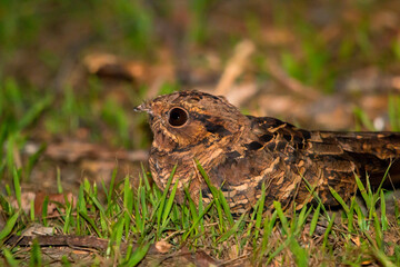 Common Pauraque