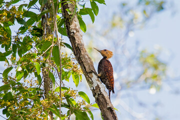 Ringed Woodpecker