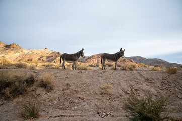 Wild donkey on a hill in the desert 