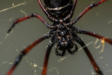 Golden Silk Orb Weaver Spider (Nephila) on its web, Perinet Reserve, Andasibe-Mantadia National Park, Eastern Madagascar