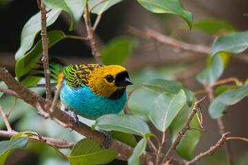 Gilt-edged Tanager