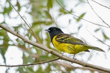 Hooded Berryeater