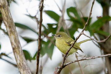 Mottle-cheeked Tyrannulet