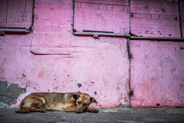 Dog in Antisrabe Market, Vakinankaratra Region, Madagascar Central Highlands