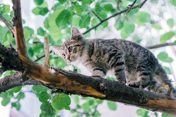 Kitten or cat on tree. Homeless wild gray kitten climbed up and hides in tree branches in summer © AlienCat