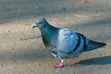 Rock Pigeon