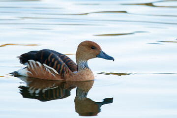 Fulvous Whistling-Duck