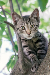 Naklejka na ściany i meble Kitten or cat on tree. Homeless wild gray kitten climbed up and hides in tree branches in summer