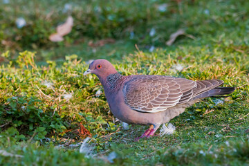 Picazuro Pigeon