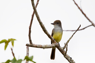 Brown-crested Flycatcher