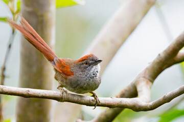 Sooty-fronted Spinetail