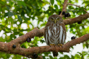 Ferruginous Pygmy-Owl