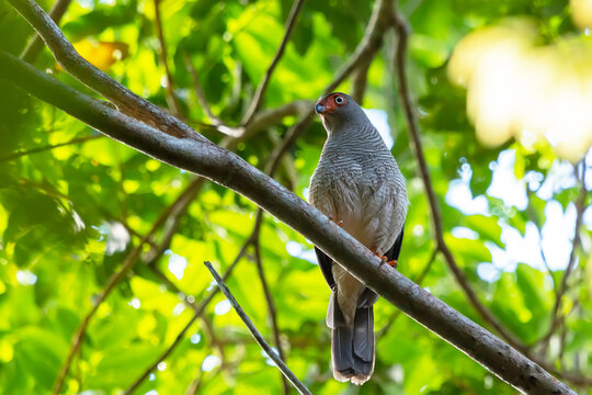 Cryptic Forest-Falcon