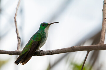 Plain-bellied Emerald